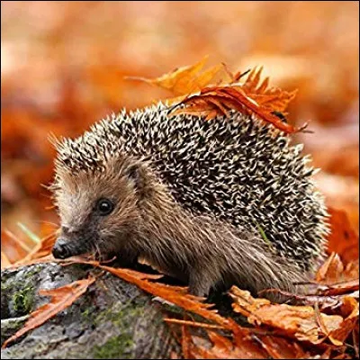 Que se passe-t-il suite à sa période d'hibernation ?