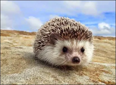 En France, comment est considéré le hérisson ?