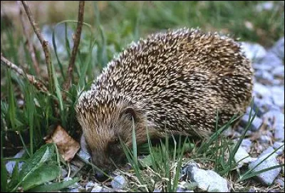 Combien environ, un hérisson a-t-il de piquants ?