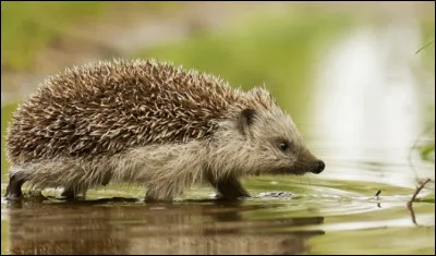 Le hérisson peut-il courir ?