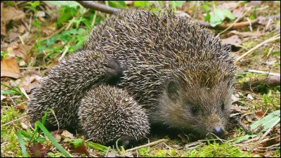 Combien une maman hérisson a-t-elle de petits dans une portée ?