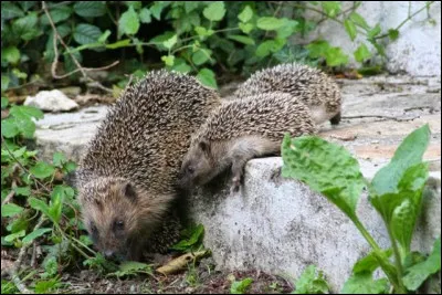 Qui s'occupe des petits ?