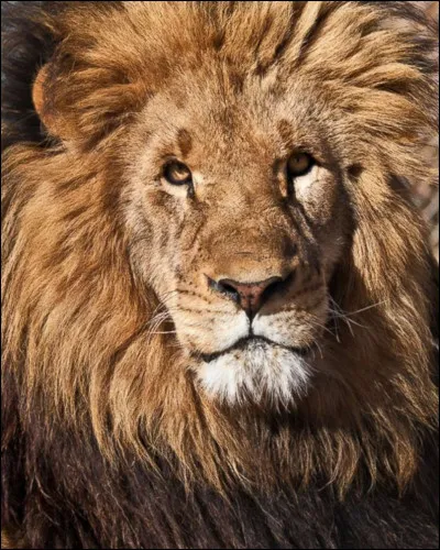 Il s'unit au clan d'Étoile de Léopard pour former le clan du Lion.