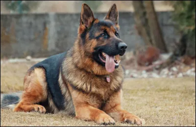 Etoile du Tigre tue une reine du clan du Tonnerre pour attirer une meute de chiens.