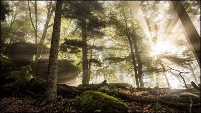Rusty rencontre un guerrier du clan du Tonnerre et se bat avec lui.