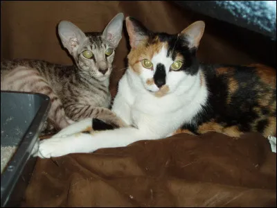 Tu serais amoureux...