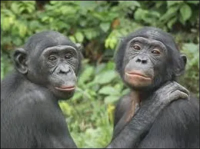 En liberté, dans quel pays d'Afrique vivent les bonobos ?