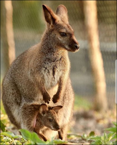 Quel est l'animal emblématique de l'Australie ?