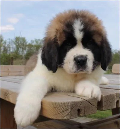 Quel est l'espérance de vie de ce chien ?