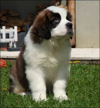 Quelle taille fait un mâle ?