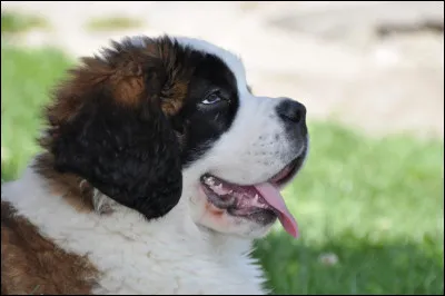 Quelle taille fait une femelle ?