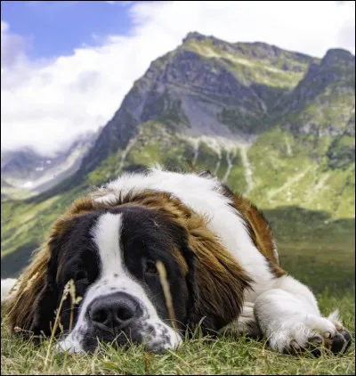 Quel est le rôle de cette race de chiens ?