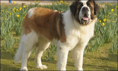 Dans quel film, un Saint Bernard est-il un personnage principal ?