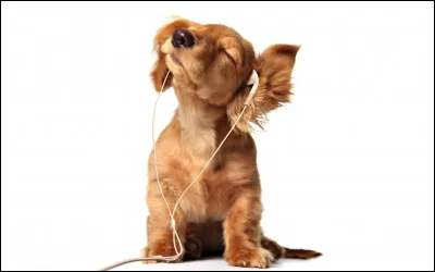 Comment s'appelle la chouette de Harry ?