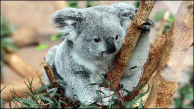 Les koalas d'Australie ont vu diminuer leur habitat naturel de..