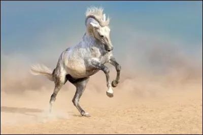 Les chevaux ne peuvent pas vomir, pourquoi ?