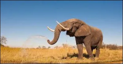 Un éléphant pèse le poids..