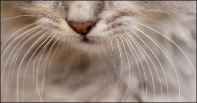 Le chat possède des "vibrisses", autrement dit des moustaches, elles lui servent à ...