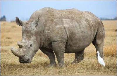 En Afrique, à l'état sauvage il reste..