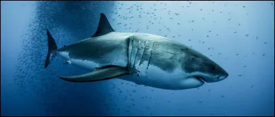Les attaques de requins provoquent...
