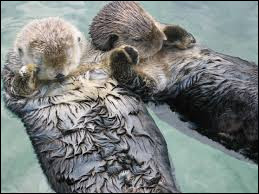 Quiz Animaux