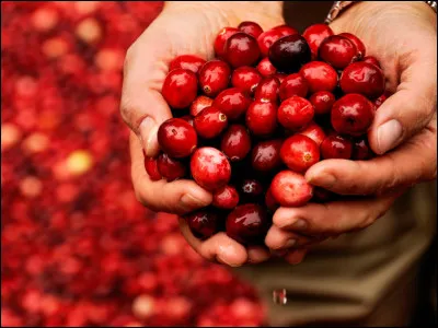 Quel fruit a la propriété de rebondir ?