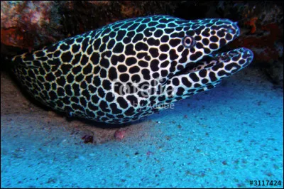 Quelle taille fait-il ?