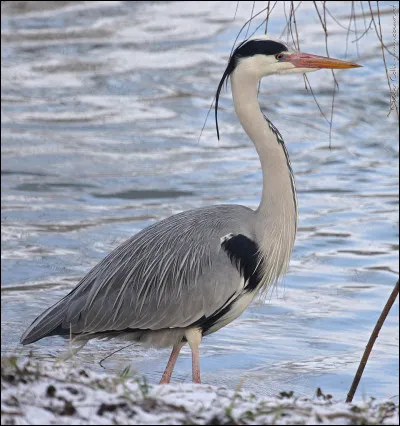 Quel est cet animal ?