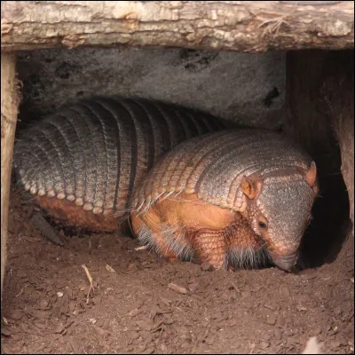 Quelle est sa longévité ?