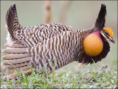 Quel est cet animal ?