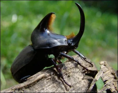 Quelle est sa longévité ?