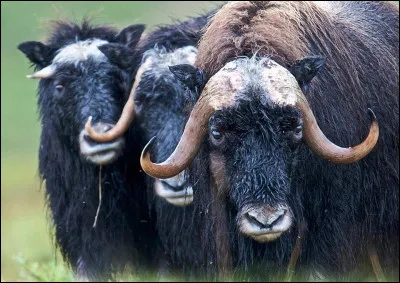 Quel est son poids ?