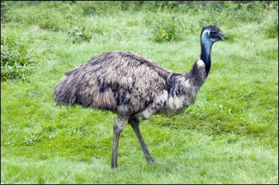 Quel est cet animal ?