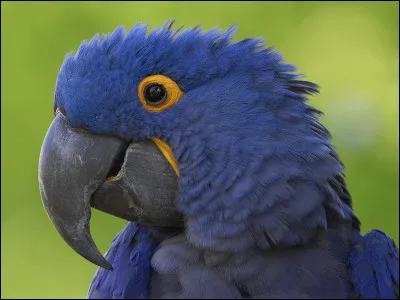 Quel est cet animal ?