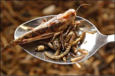Aimes-tu manger les insectes ?