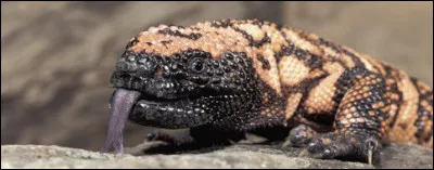 Aimes-tu les reptiles ?