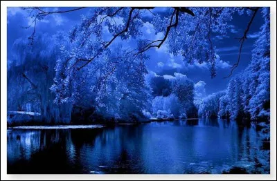 Tu te retrouves dans une forêt seul avec ta lampe de poche et ton cellulaire, que fais-tu ?