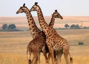 Quiz La girafe