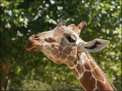 Combien y a-t-il de vertèbres dans le cou de la girafe ?