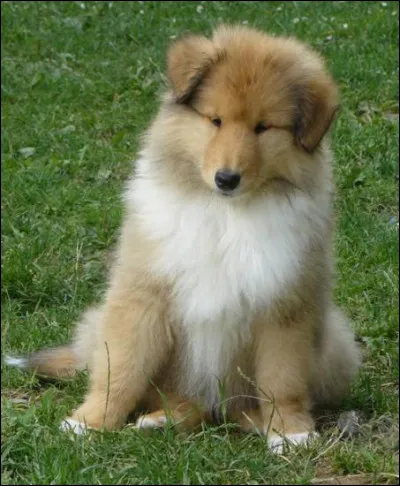 Quel poids fait un m&acirc;le colley ?