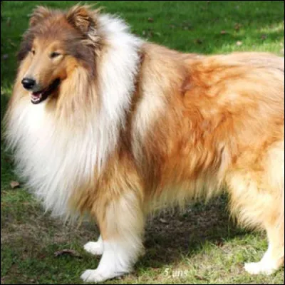 Quel poids fait une femelle colley ?