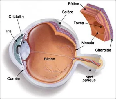 Quel est le but de la rétine ?