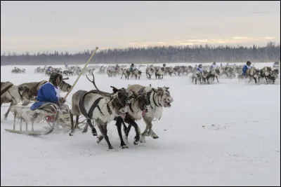 Qui sont les nomades sibériens, éleveurs de rennes qui vivent de la chasse et de la pêche ?