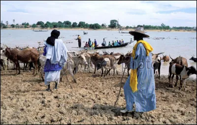 Qui sont les nomades pasteurs transhumants, établis dans toute l'Afrique de l'Ouest qui élèvent des zébus et des chevaux ?