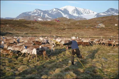 Qui sont les nomades de Laponie qui vivent de la pêche et de l'élevage des rennes ?