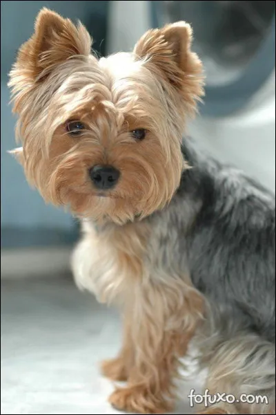 Quelle est l'origine de ce chien ?