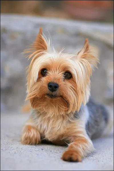 Quels traits de caractère caractérisent ces chiens ?