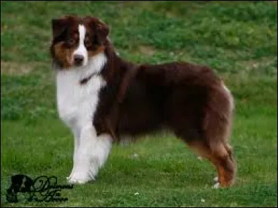 Quelle taille fait un mâle ?