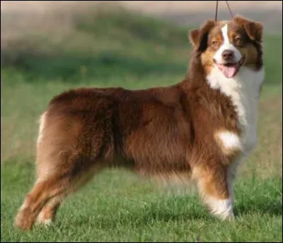 Quel poids fait une femelle ?