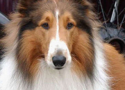 Quiz Lassie